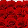 Hranatý box Éternelle rose s vôňou záhradných ruží - do 2 hod. - do-2-hodin, donáška kvetov Bratislava